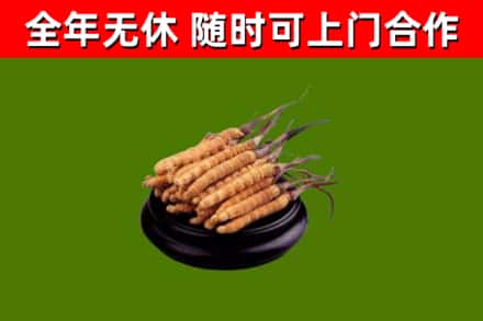 莱芜区回收散虫草