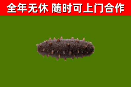 莱芜区回收海参干
